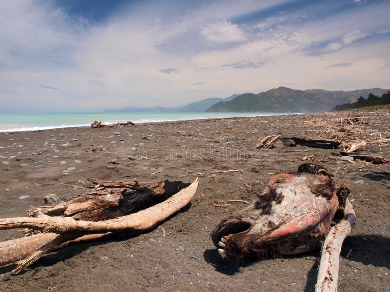 Mummified cow head stock image. Image of ocean, peaceful 27057625