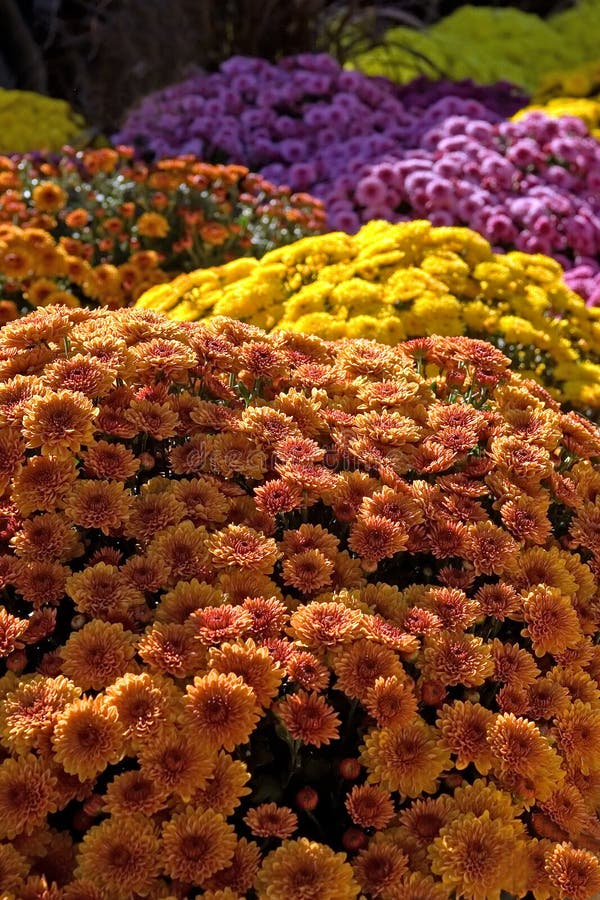 Mums stock image. Image of season, holiday, close, bloom 3629487