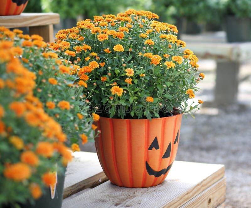 An arrangement of Halloween colored pumpkin mums in a Hallowwen flower pot. An arrangement of Halloween colored pumpkin mums in a Hallowwen flower pot.