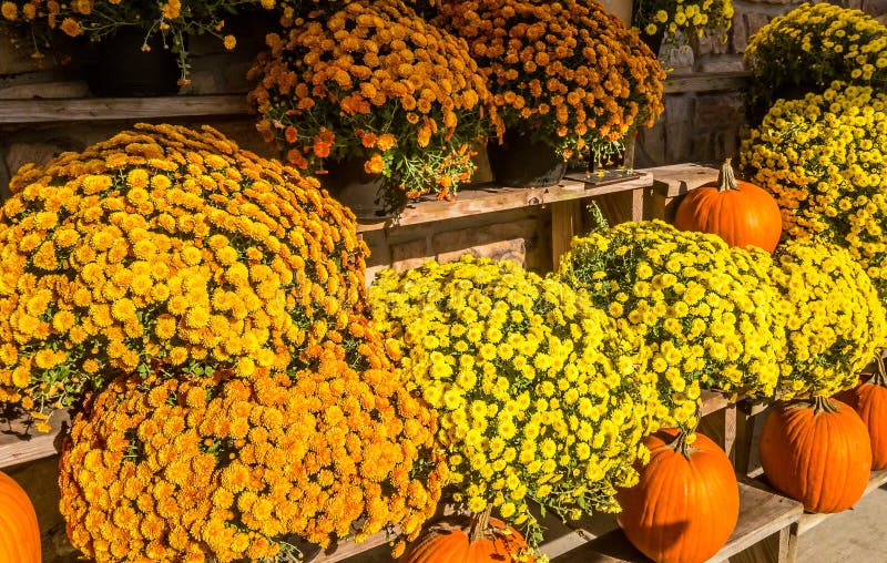 Mums Displayed in Front of a Store Stock Photo Image of plant