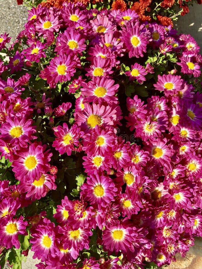 Pink Mums Flowers Crysanthemums Close Ups Stock Photo Image of flowering, beauty 100374546