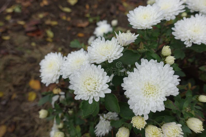 Mums with Pure White Flowers Stock Image Image of flower, cultivar