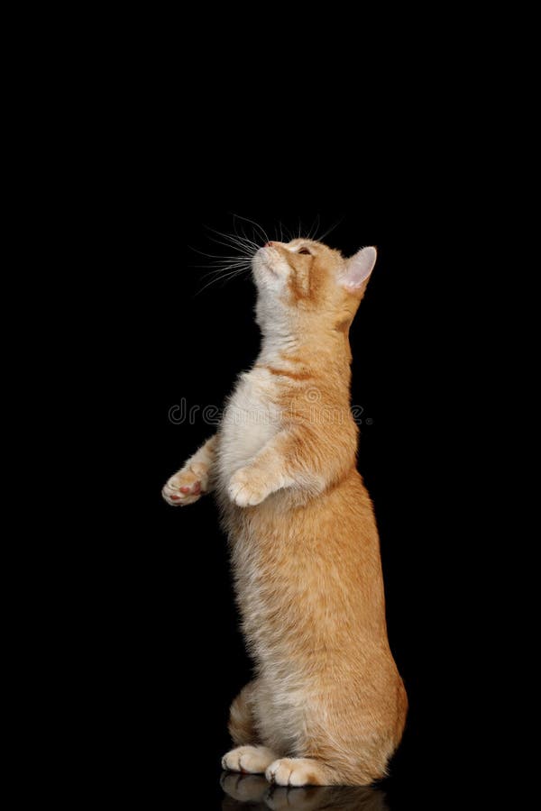 Munchkin Katze Auf Schwarzem Hintergrund Stockfoto Bild Von
