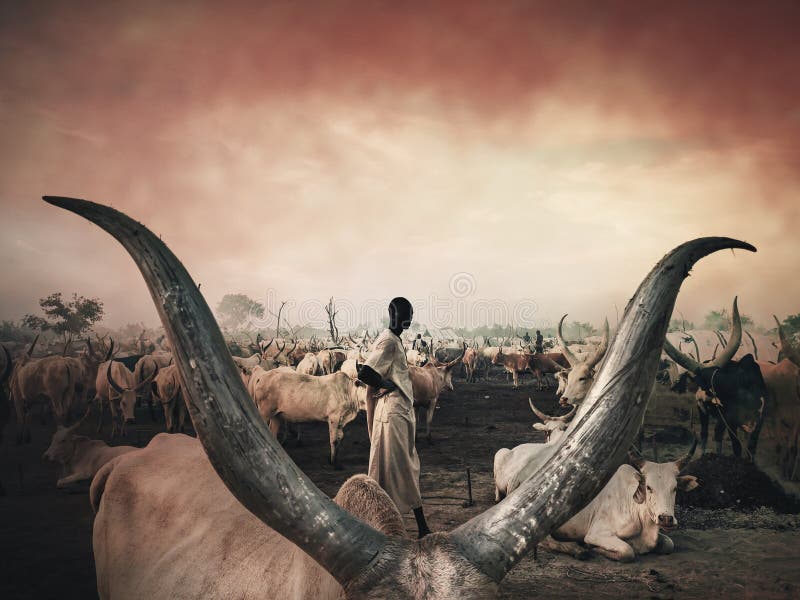 `Dinka`Mundari tribe, Cow, South Sudan, October 2021