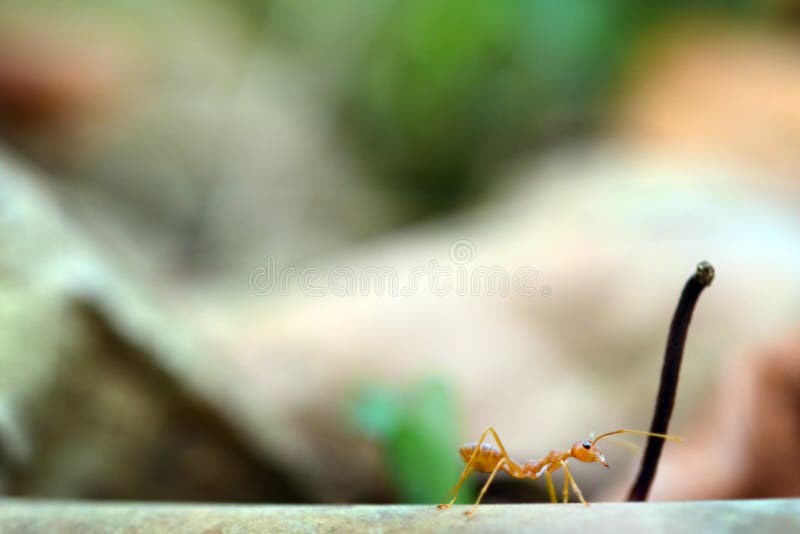 Mundo minúsculo da formiga (macro, ambiente do foco seletivo no fundo da folha) imagens de stock royalty free Mundo minúsculo da formiga (macro, ambiente do foco seletivo no fundo da folha) imagens de stock royalty free