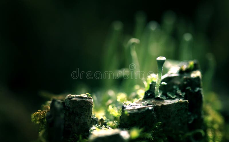 Magical world of macro moss stange and beautifull. Magical world of macro moss stange and beautifull