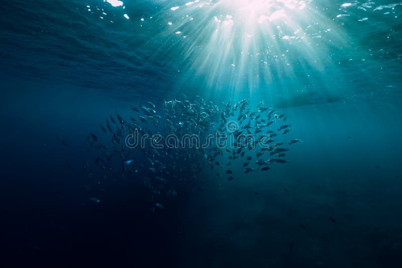 Mundo salvaje subacuático con los pescados de la escuela del atún y la luz hermosa del sol imagen de archivo Mundo salvaje subacuático con los pescados de la escuela del atún y la luz hermosa del sol imagen de archivo