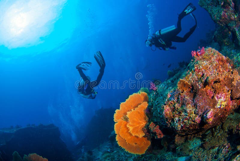 Mundo subaquático maravilhoso com os mergulhadores de mergulhador no recife de corais e no a