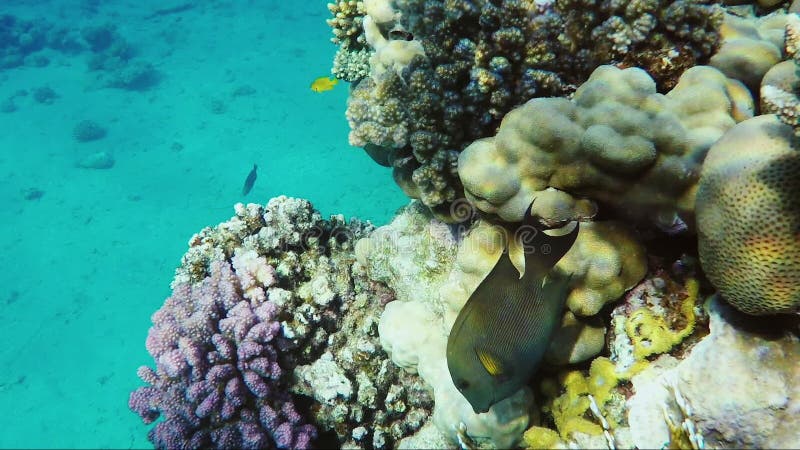 Mundo subaquático surpreendente do Mar Vermelho, vídeo subaquático dos peixes exóticos