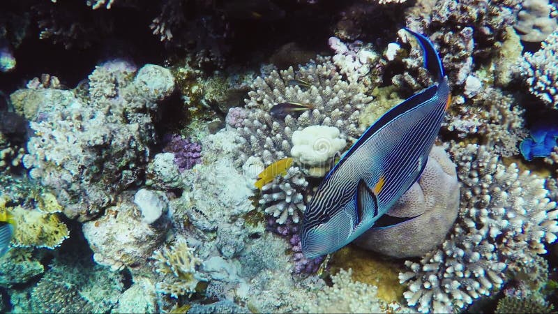 Mundo subaquático surpreendente dos peixes corais e exóticos O cirurgião dos peixes nada perto