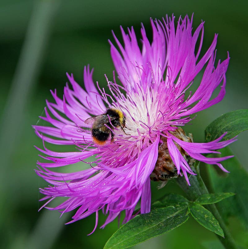 Photo of ultra violet world of a bumble bee landing on a thistle plant in full bloom!. Photo of ultra violet world of a bumble bee landing on a thistle plant in full bloom!