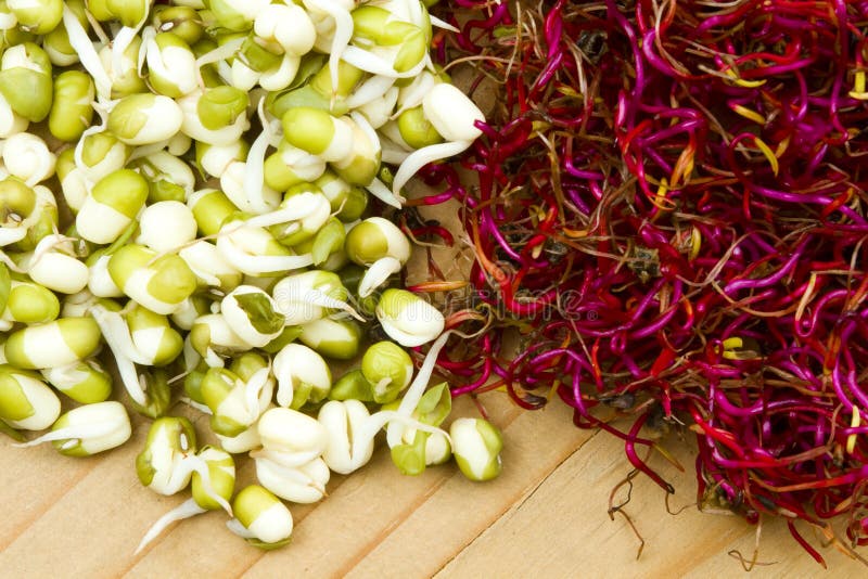 Mung bean and beetroot germinated sprouts