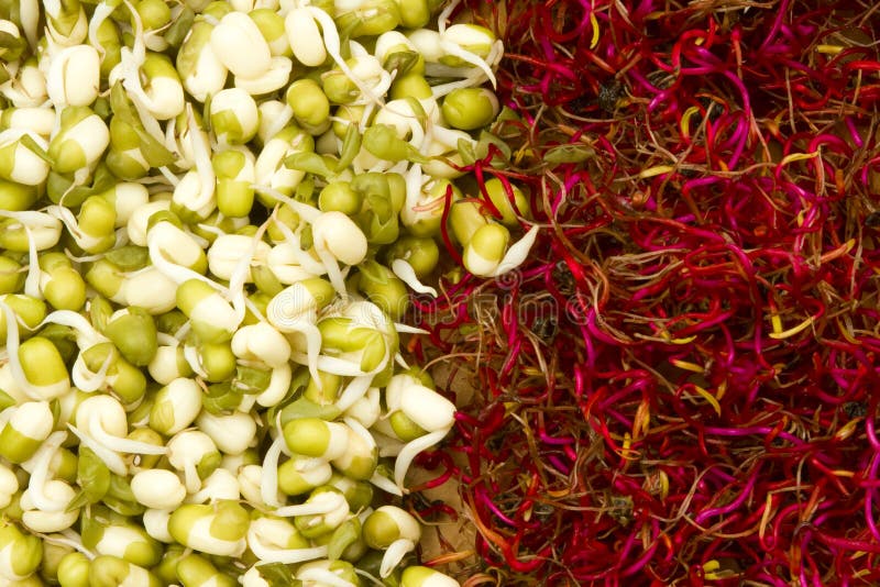 Mung bean and beetroot germinated sprouts