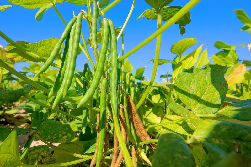 tanaman kacang hijau 