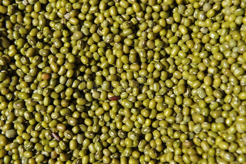 Mung Beans royalty free stock photos