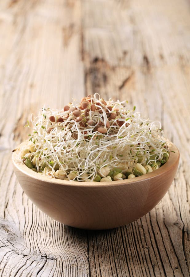 Mung beans and lentil sprouts stock photos