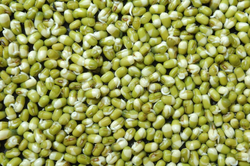 Mungboon royalty-vrije stock fotografie
