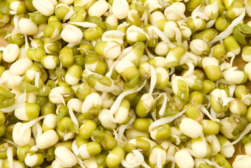 Ontkiemde mungbonenscheuten royalty-vrije stock afbeelding