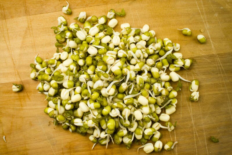 Ontkiemde mungboonspruiten stock afbeelding