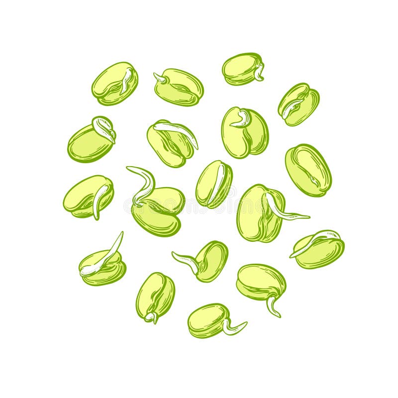 Mung Bean Sprouts Stock Illustrations 64 Mung Bean Sprouts Stock