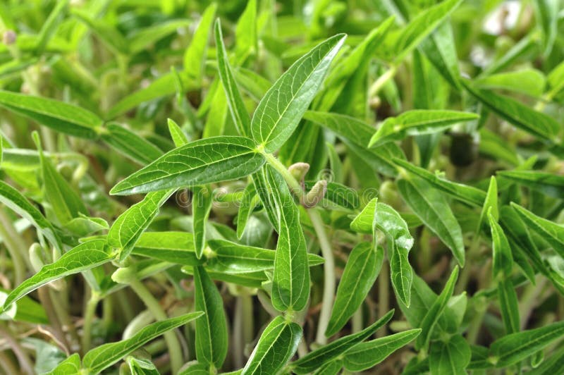 Taugé (mungbonen) stock afbeelding