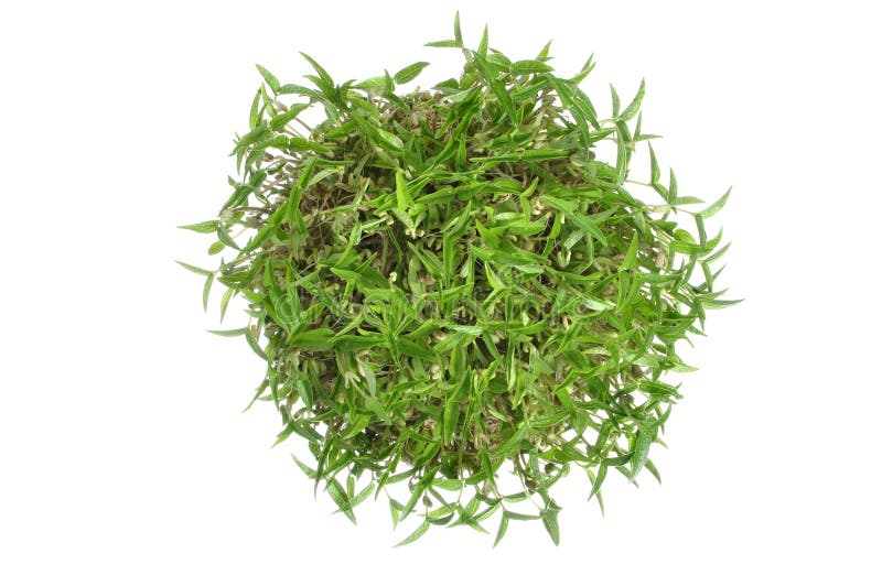 Taugé (mungbonen) stock foto