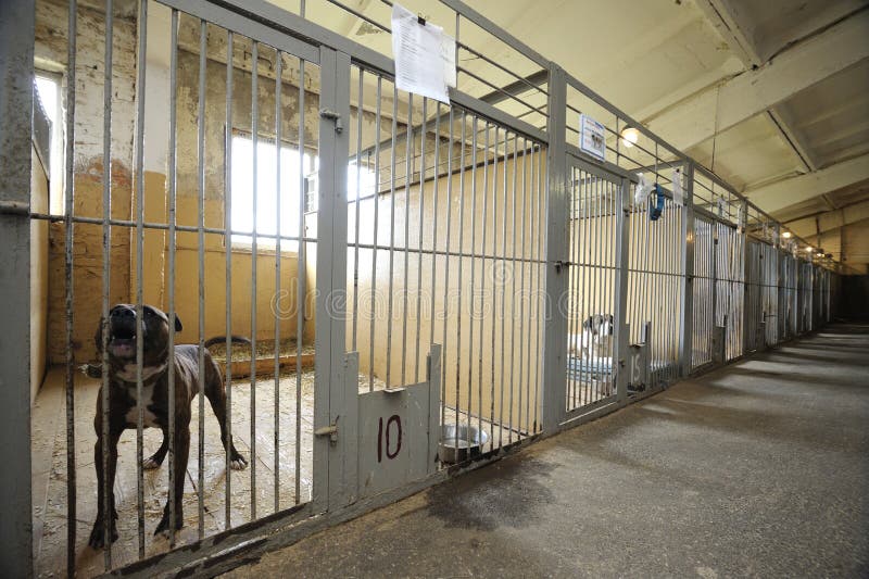 Municipal animal shelter: hangar with row of indoor aviaries, stray dogs behind bars