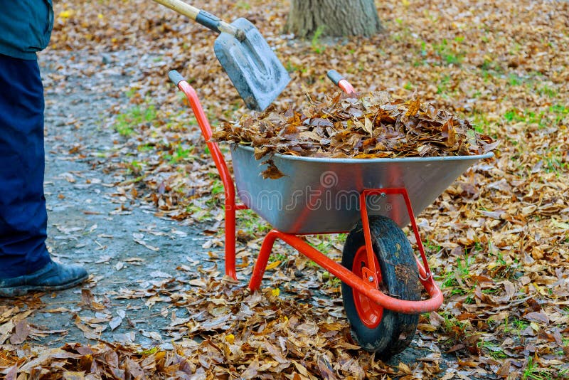 Municipal worker cleaning the sidewalk autumn fall leaf with wheelbarrow is full of dried leaves