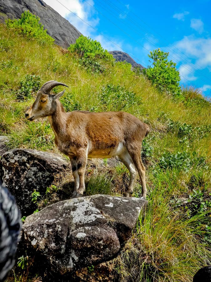Wild Goat in the Mountains of Munnar, Kerala, India Stock Image - Image of  eravikalum, conservation: 111799101