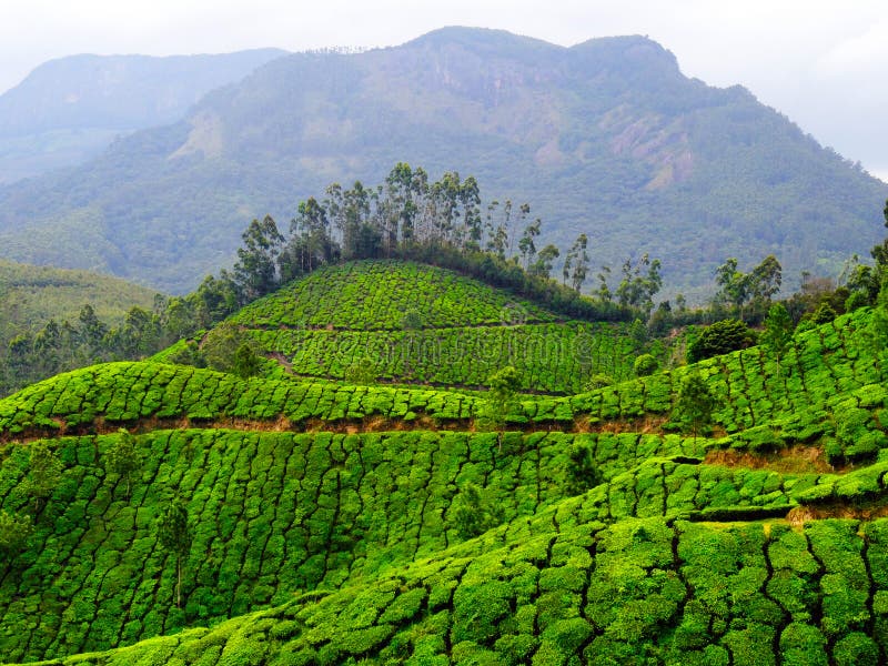 Munnar tea hills stock photo. Image of colour, india 57352364