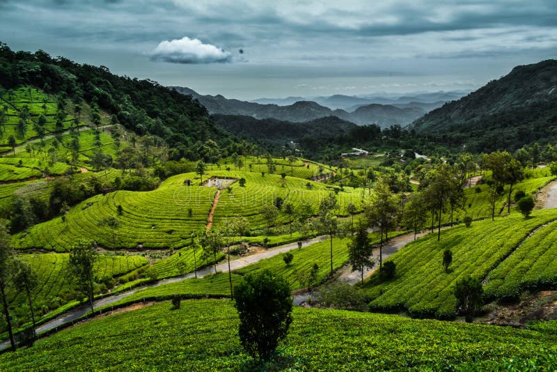Munnar Tea Plantation Kannan Devan Hills Stock Photo Image of rail