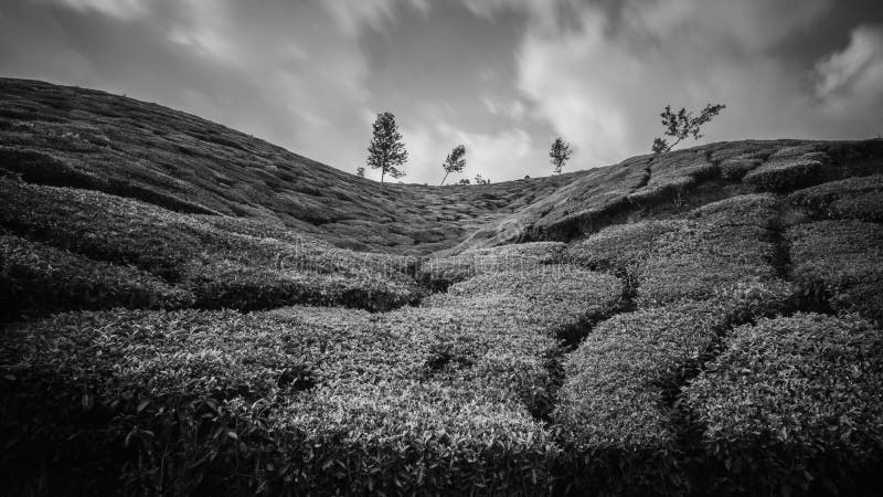 Munnar-Teeplantage an Gr?n Sonnenuntergangkeralas Indien stockfotografie Munnar-Teeplantage an Gr?n Sonnenuntergangkeralas Indien stockfotografie