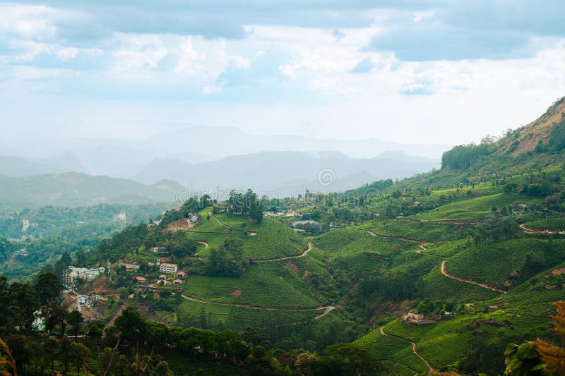 Munnar z plantacją herbaty Południowe Indie krajobraz z polami na wzgórzach Kerala Nilgiri rolnictwo Camellia Sansis zdjęcie royalty free