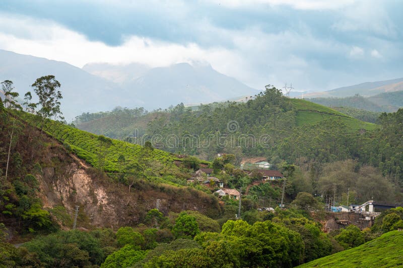 Munnar z plantacją herbaty Południowe Indie krajobraz z polami na wzgórzach Kerala Nilgiri rolnictwo Camellia Sansis obraz stock