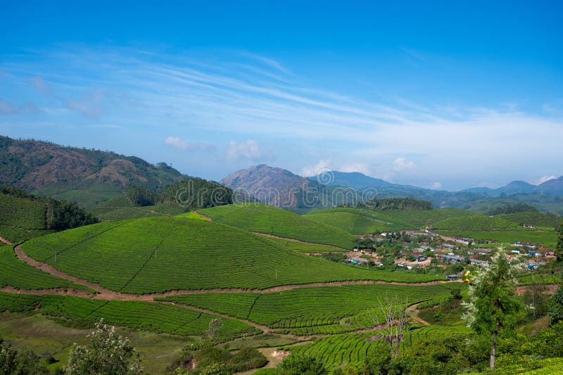 Munnar z plantacją herbaty Południowe Indie krajobraz z polami na wzgórzach Kerala Nilgiri rolnictwo Camellia Sansis zdjęcia stock
