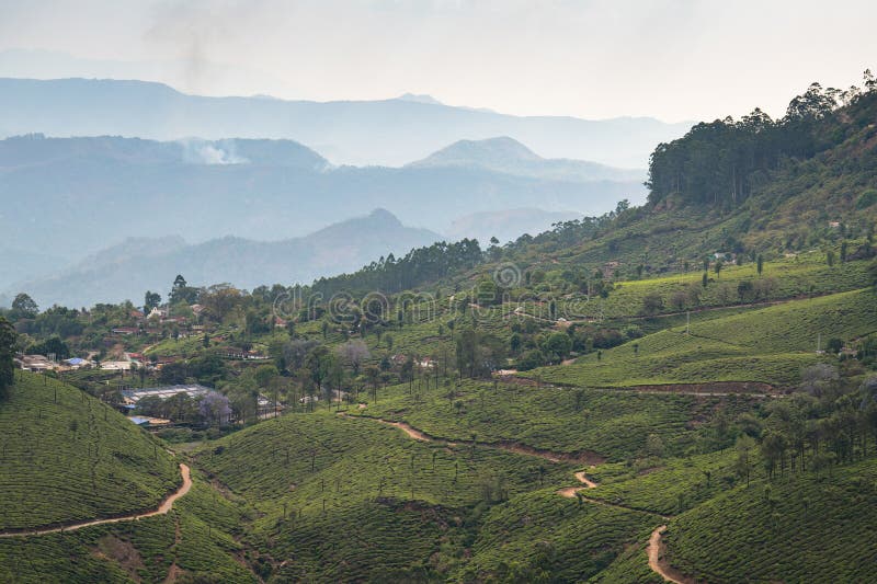 Munnar z plantacją herbaty Południowe Indie krajobraz z polami na wzgórzach Kerala Nilgiri rolnictwo Camellia Sansis obrazy stock