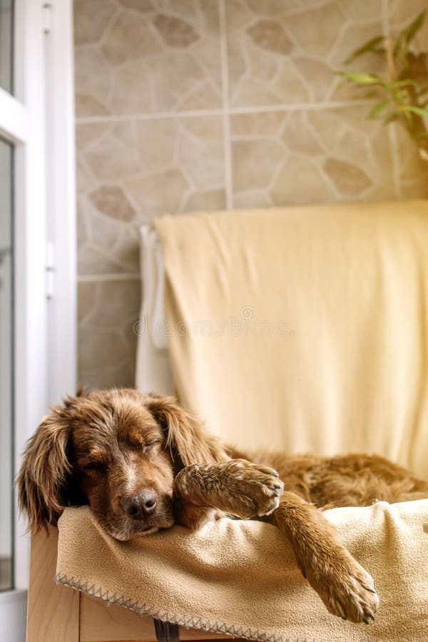 Munsterlander Dog Lying on an Armchair with Her Head Flattened Stock