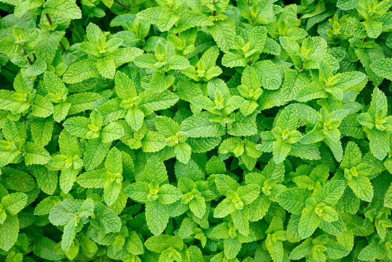 Muntbladeren stock afbeelding Muntbladeren stock afbeelding
