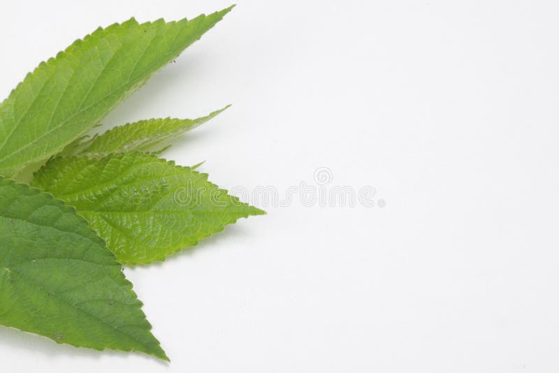 Muntingia calabura si foglie su un fondo bianco isolato immagini stock libere da diritti