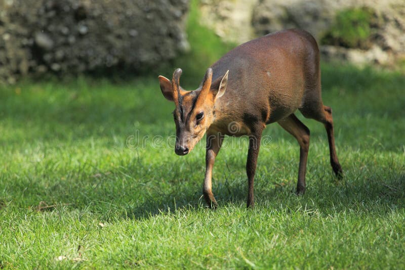 Muntjac cinese immagine stock libera da diritti Muntjac cinese immagine stock libera da diritti