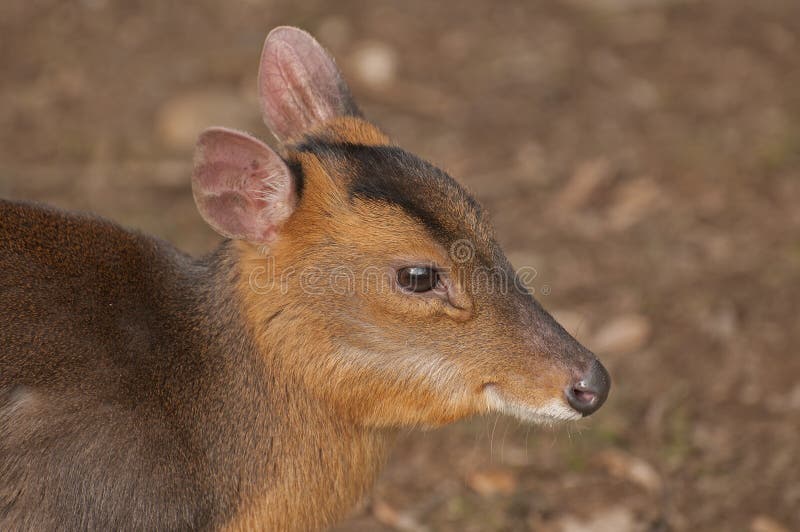 Muntjac stock image. Image of animal, deer, ungulate 34580909