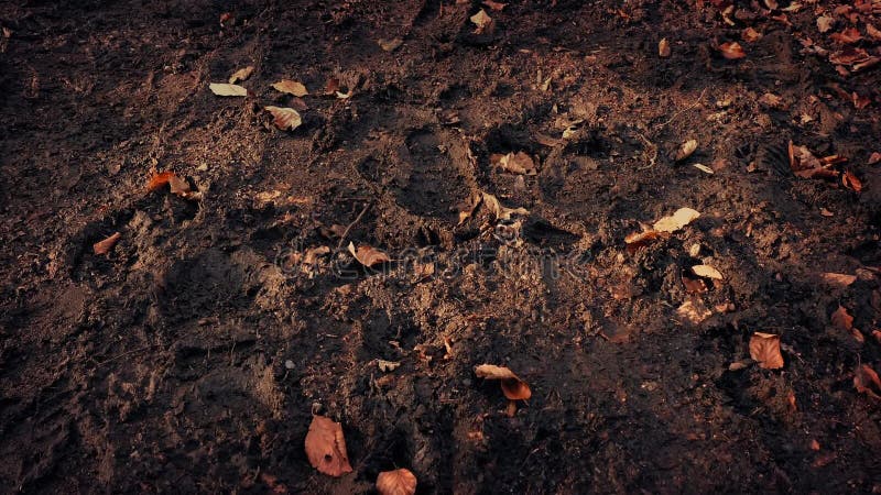 Muovendosi lungo Muddy Forest Path In The Evening