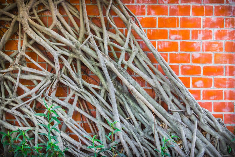 Download Mur photo stock. Image du temple, thailand, jungle, fond - 45353402