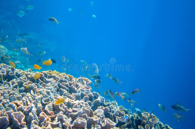 Mur de récif coralien avec les poissons tropicaux Chauffez la vue bleue de mer avec de l'eau propre et la lumière du soleil photographie stock libre de droits Mur de récif coralien avec les poissons tropicaux Chauffez la vue bleue de mer avec de l'eau propre et la lumière du soleil photographie stock libre de droits