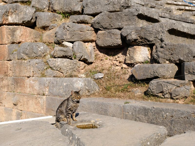 Ruines De Grey Tabby Cat Et Du Grec Ancien Delphes Grece Image Stock Image Du Antique Delphes Ruines De Grey Tabby Cat Et Du Grec Ancien Delphes Grece Image Stock Image Du Antique Delphes