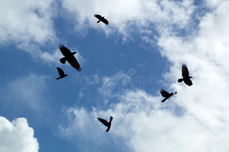 Murder of crows circling in sky