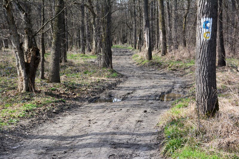 Early spring in Lunca Muresului National Park, Romania