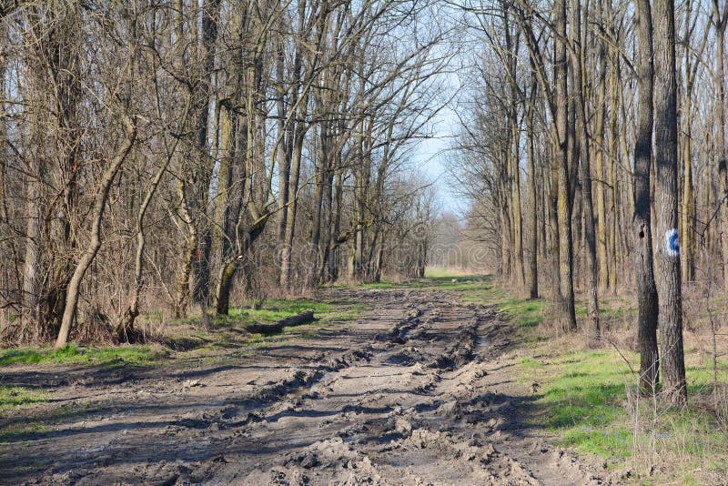 Early spring in Lunca Muresului National Park, Romania