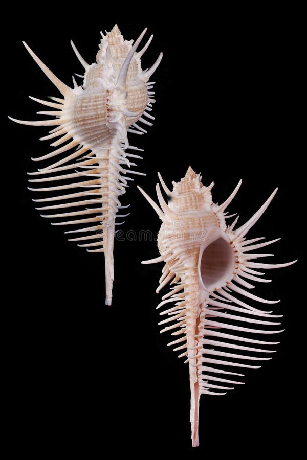 Murex pecten conch specimen in black background