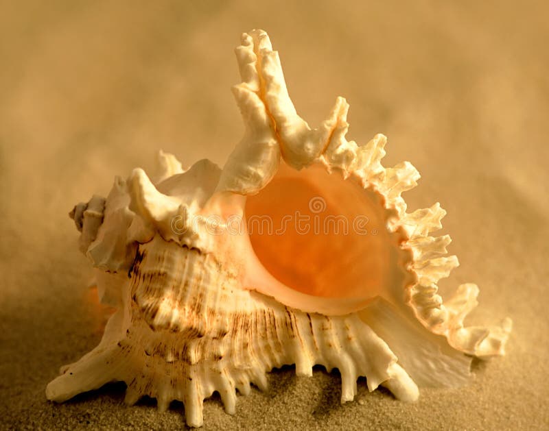 Sea shell o the sand. Sea shell o the sand